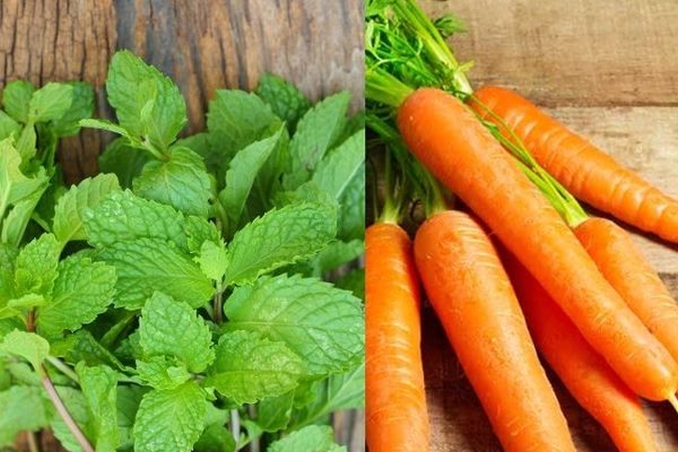 Masques antipelliculaires faits maison pour les cheveux