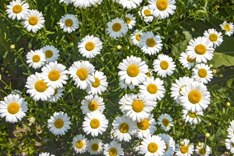 Argile blanche pour les cheveux
