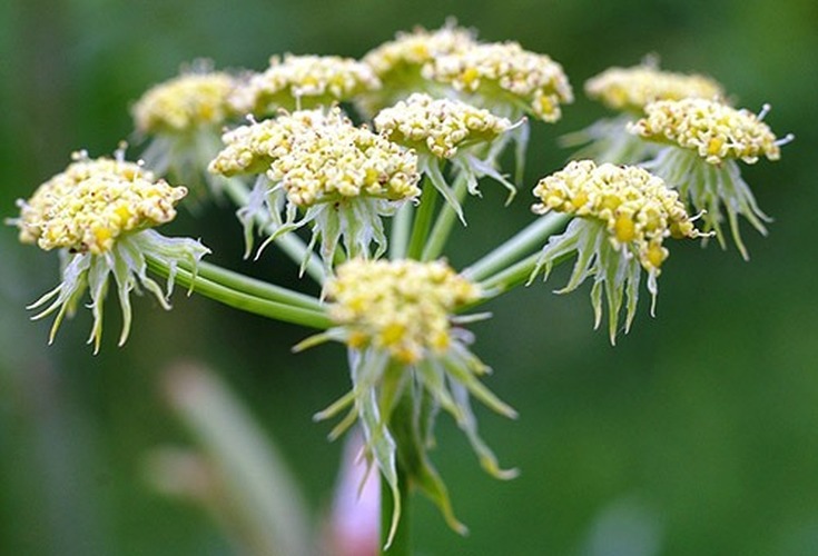 Décoctions à base de plantes pour la perte de cheveux