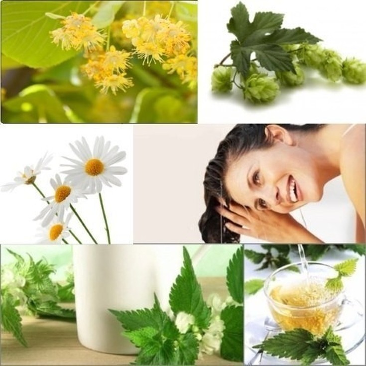 Décoctions à base de plantes pour la perte de cheveux