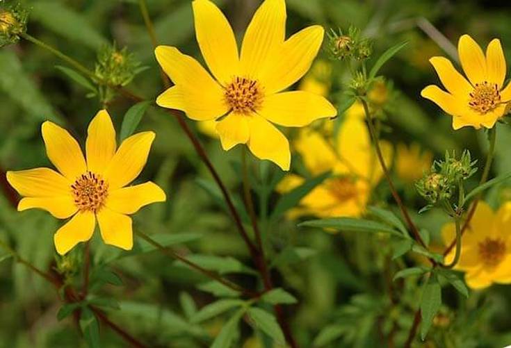 Décoctions à base de plantes pour la perte de cheveux