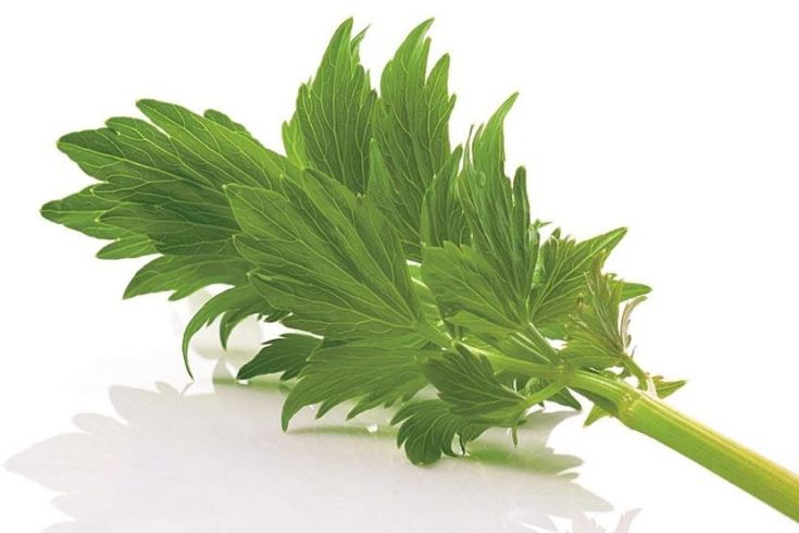 Décoctions à base de plantes pour la perte de cheveux