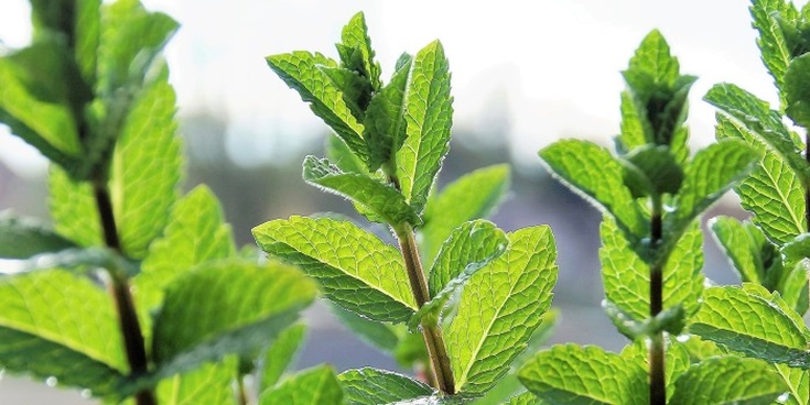 Huiles essentielles pour cheveux