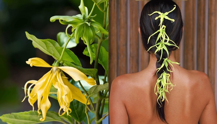 Huiles essentielles pour cheveux