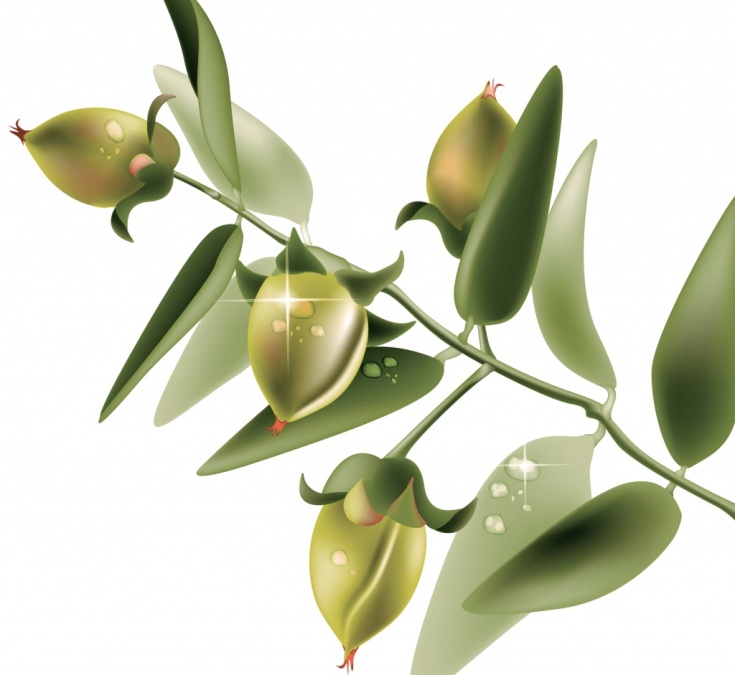 L'huile de jojoba pour les cheveux